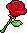 Frantic Warrior Rose