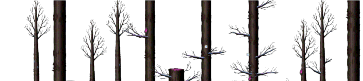 Forest Depths