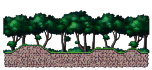 Frog Habitat