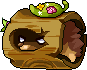 Wild Rolling Hedgehog